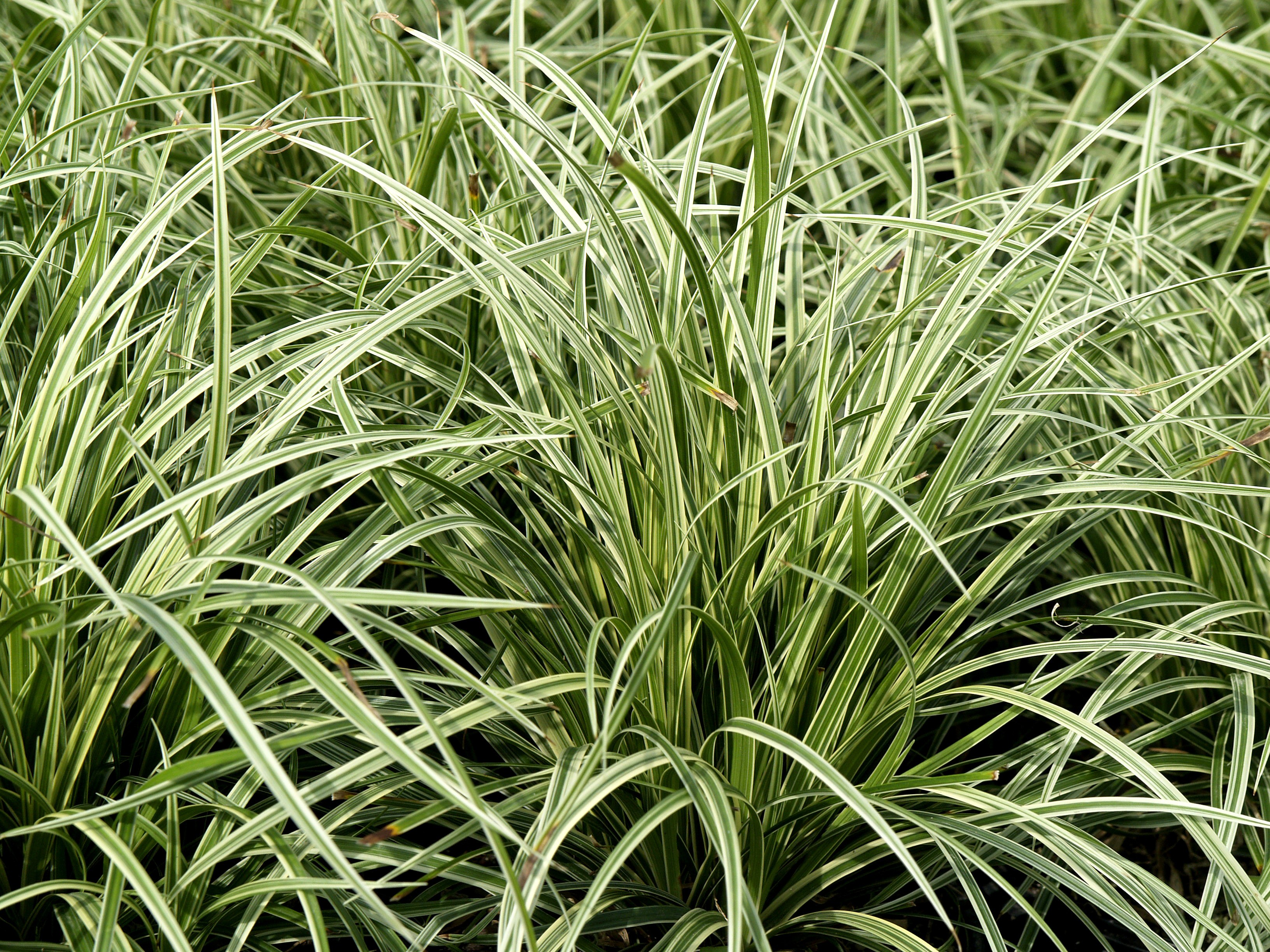 Carex morrowii 'Silver Sceptre'